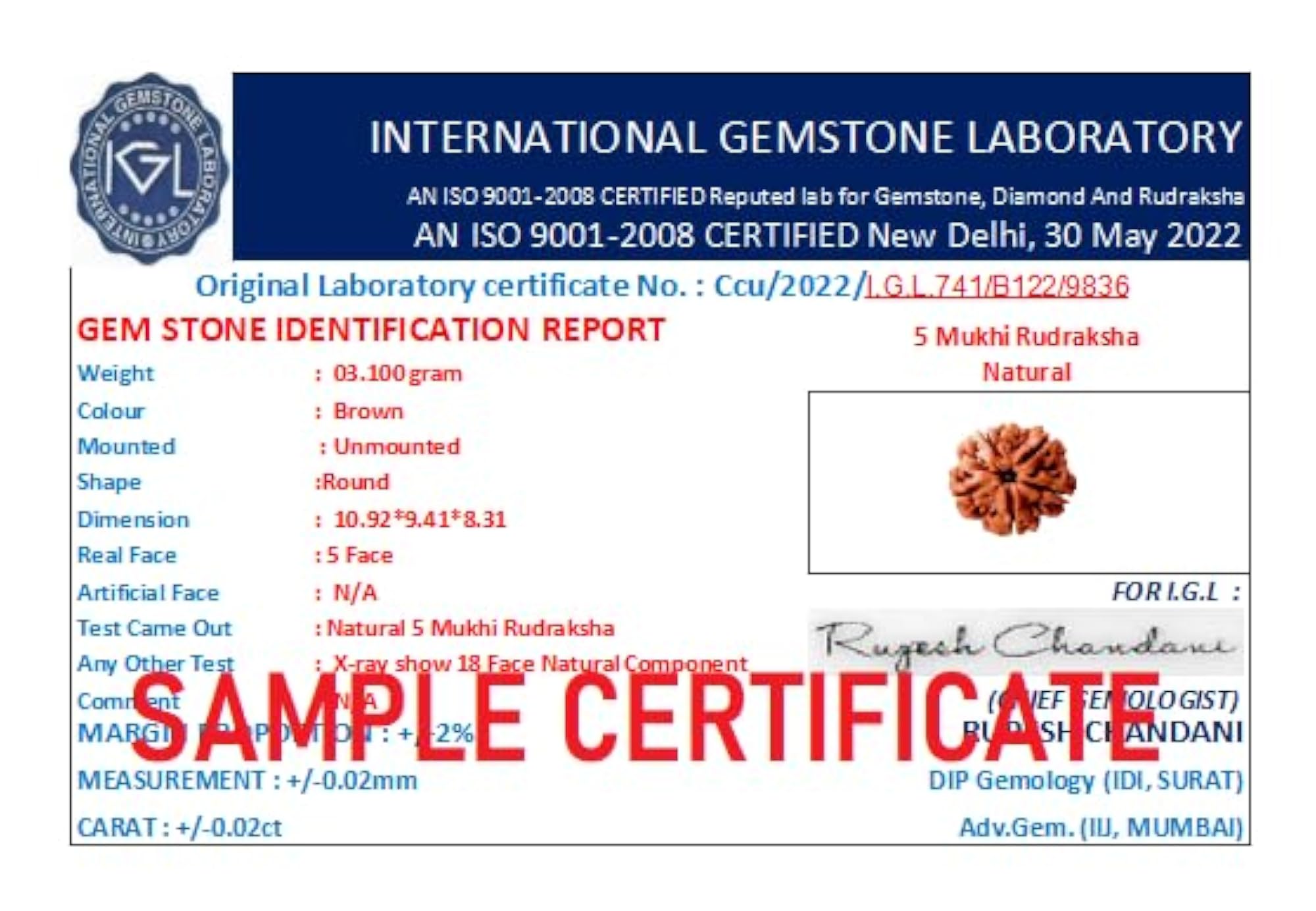 5 Mukhi Rudraksha, Certified Original