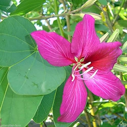 Kachnar plant, kanchan phool Bauhinia Purpurea plant live pack of 1 flower plant