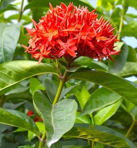 Image of Most Beautiful Fragrange Hybride inch Flower inchTree Plant Pack of 1|| For Home Garden Outdoor Live Flower Tree Plant (Red Rangon)