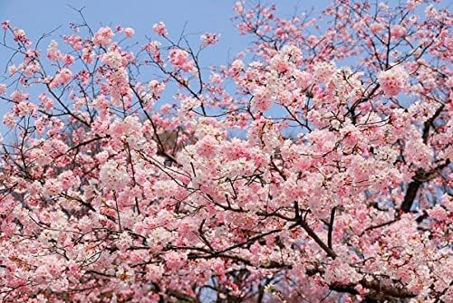 Live Akebono Cherry Blossom Tree (6''-10'' Tall) - Cherry Blossom for Gardening - Not Ship AZ & CA