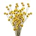 HUAESIN 30pcs Getrocknete Blumen Echte Natürliche Künstliche Blumen Craspedia Globosa Kunstblumen Trockenblumen für Hochzeit Party Tischdeko Fotografie Requisiten Dekoration 40cm