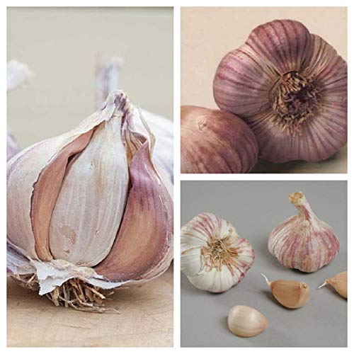 Garlic Bulbs 'Germidour Pink' - 4 Garlic Bulbs Or 40 Cloves for Planting Now