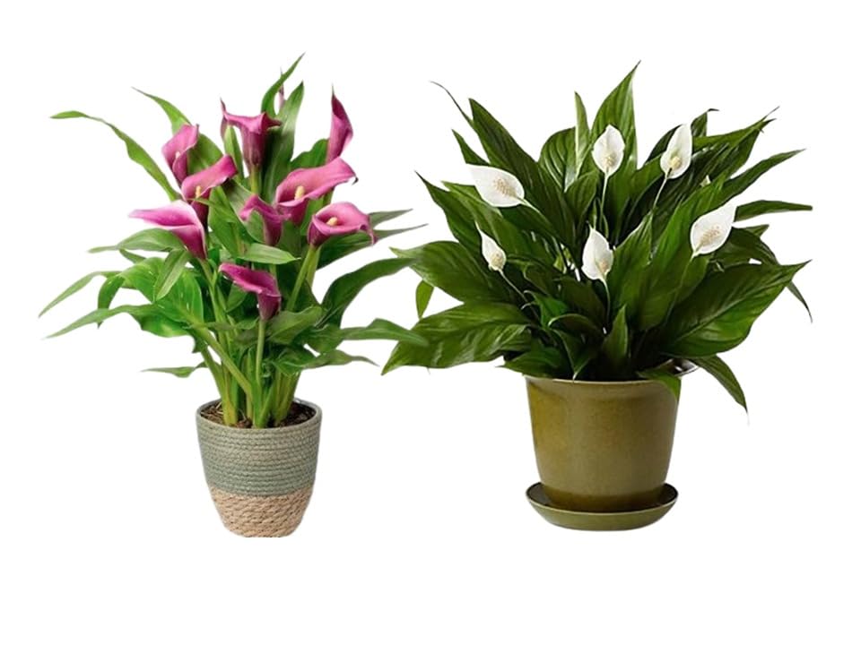 Peach Lily Flower Live Plant(pink and white colour a combo of these 2 plants) And With 2 Pot You Can Keep It In The House And Also In The Place. (B0CSJXRXPC) Amazon Price History, Amazon Price Tracker