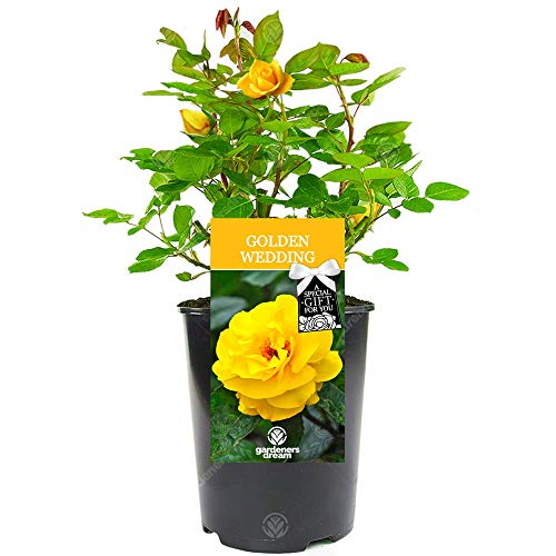 Golden Wedding Rose - 50th Wedding Anniversary - Help Celebrate a Special Couples Golden Anniversary with a Unique Living Plant Gift