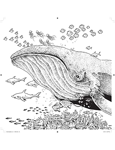 Colormorphia: Celebrating Kerby Rosanes's Coloring Challenges