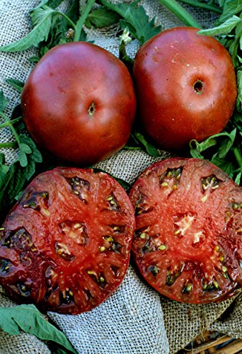 Tomate Black Seaman - Tomate negro 5+ semillas - Semillas - Granos - ¡GIGANTE! P 048