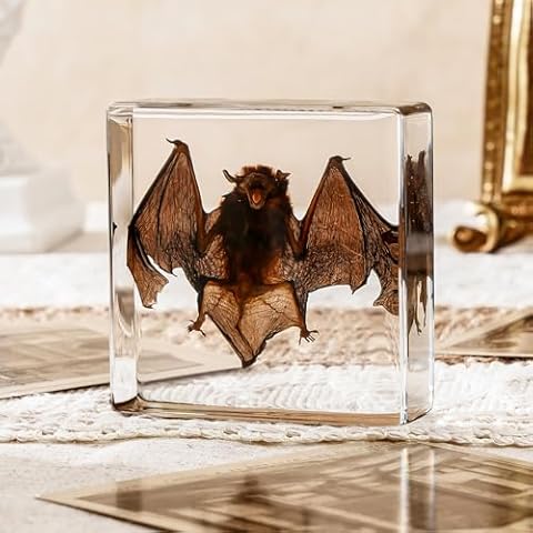 Taxidermy Bat, Real Bat Taxidermy Animals, Oddities Taxidermy, Resin Bat Taxidermy for Science Classroom Specimens Education, Great Gift for Taxidermy, Bat Decor, Oddities, Biology Enthusiasts-3x3x1in Cover