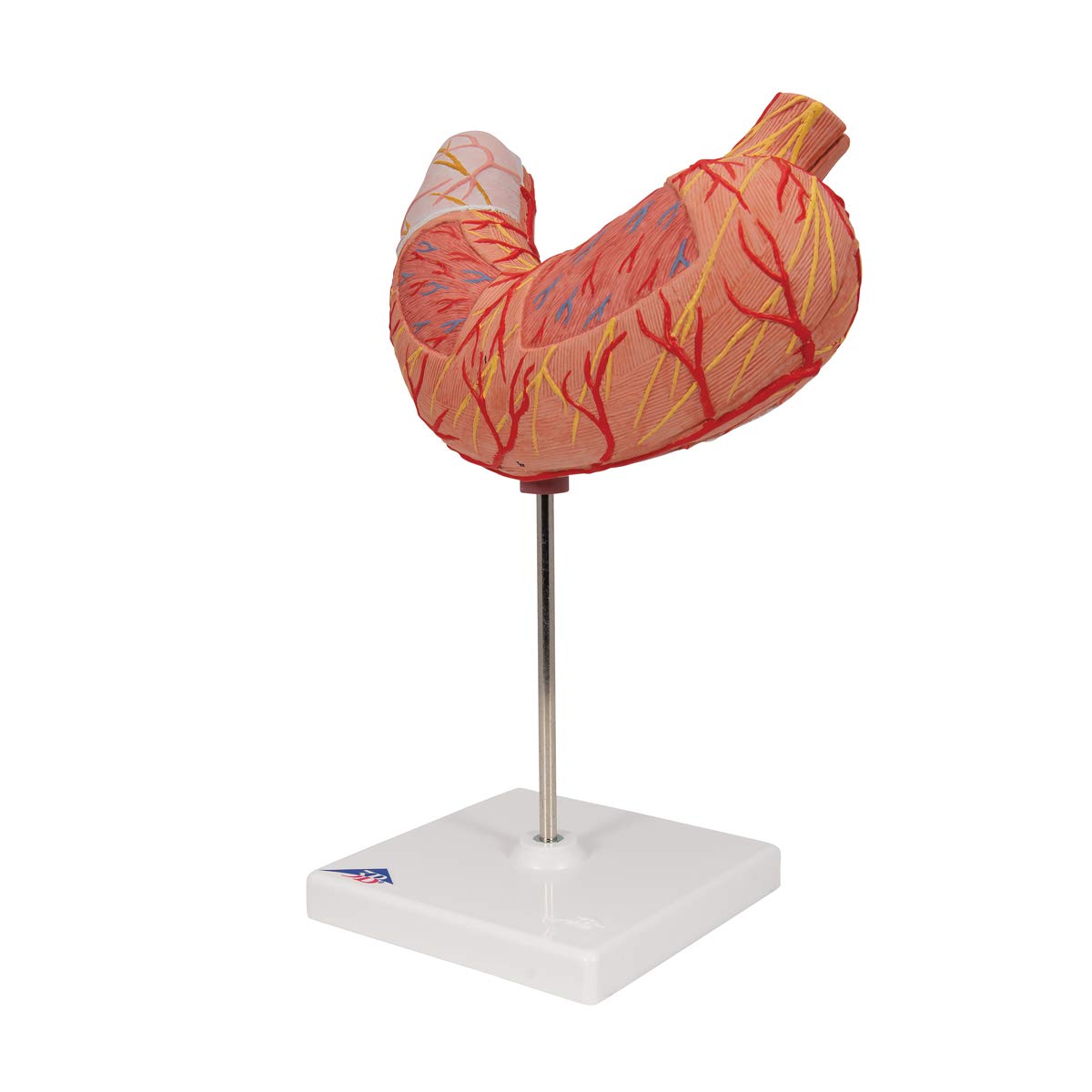 3B Scientific K15 Stomach Model - 3B Smart Anatomy: Human