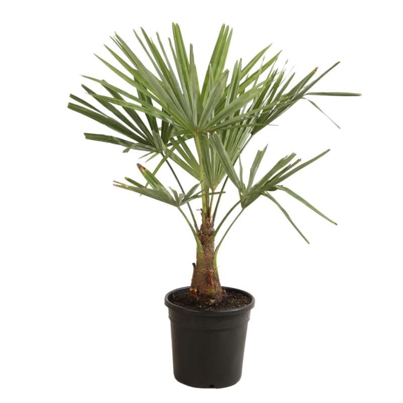 Palmier Chanvre Trachycarpus Fortunei 90/100 cm Pot 10l - Plante En Pot - Floraison Mai à Juin Exposition - Exposition Soleil ou Mi-ombre Sol