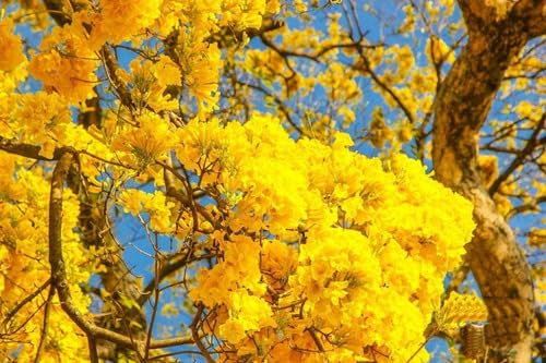 1000 SEMENTES DE IPÊ AMARELO PARA PLANTIO