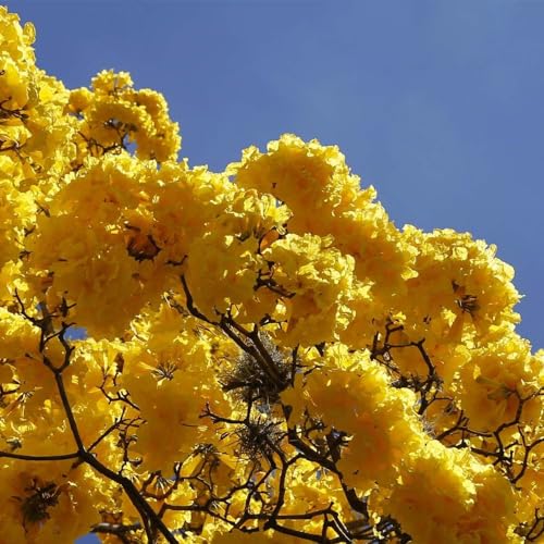 AMK Jardinagem e Paisagismo, Muda de Ipê Amarelo Bola 20 a 40cm AMK - Plantas Online