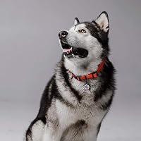 Vista 6 de Placa de identificación de perro con código QR, placa de identificación de mascota silenciosa grabada con perfil en línea («Little Patriot»)