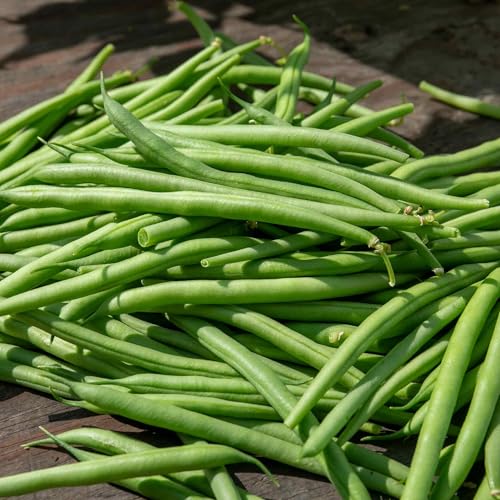 Marshalls Garden French Bean 'Cobra' Climbing Seeds - Pack o