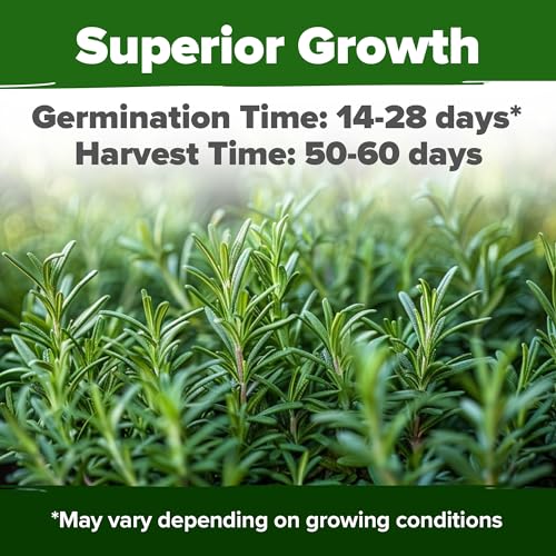 HOME GROWN Non GMO Rosemary Seeds Pack - 150 High Germinating Heirloom Herb Seeds for Planting in Indoor or Outdoor Herb Gardens (Salvia rosmarinus) - Image 2
