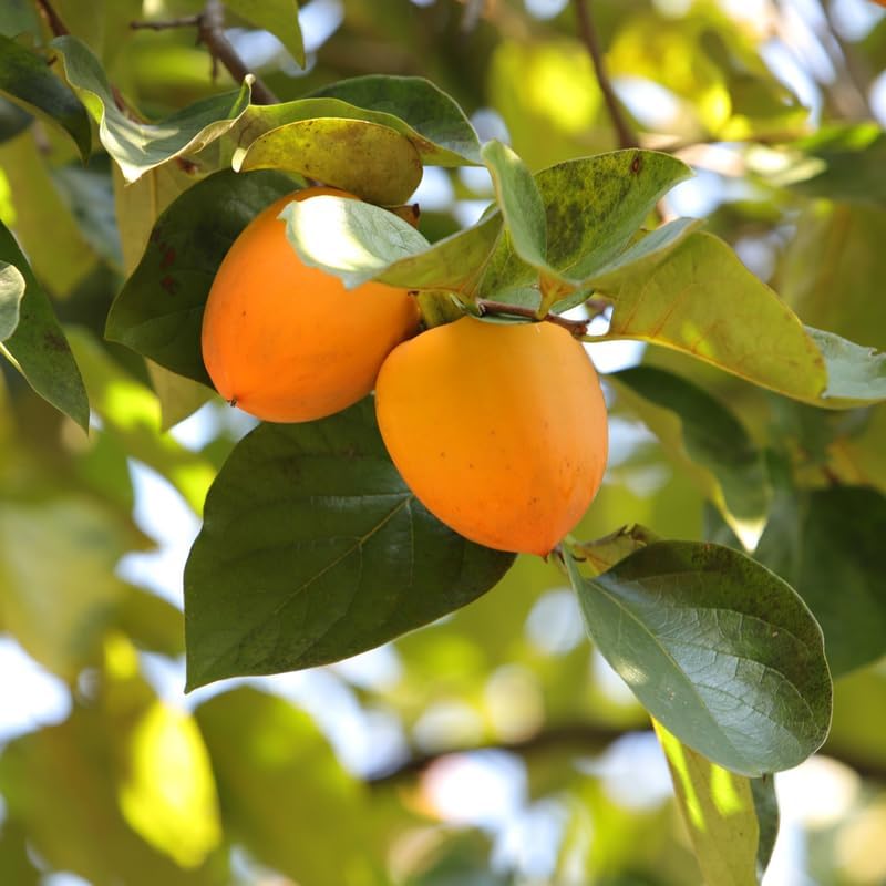 Persimmon Tree 2-3 Feet Tall, Fruit Tree Plant for Outdoor Garden, Sweet Persimmon Well Rooted for Growing, No Ship to CA
