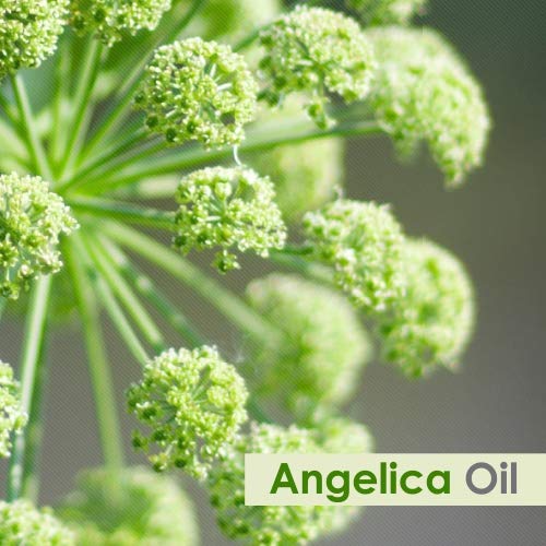 Image of Crysalis Nutmeg Oil 30 ml (1.01 fl oz) - Warm Spiced Aromatic Oil for Candles, Soap Making & DIY Blends