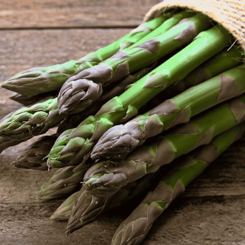 10 Millennium Asparagus Plants - Bare Root Asparagus Crowns - Cold Hardy Good Variety for Heavy Soils -2yr-Crowns from Hand Picked Nursery
