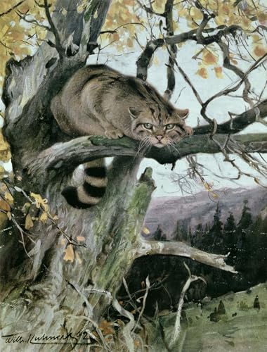 Affiche chat sauvage dans un arbre Kuhnert pour les amoureux de nature sauvage