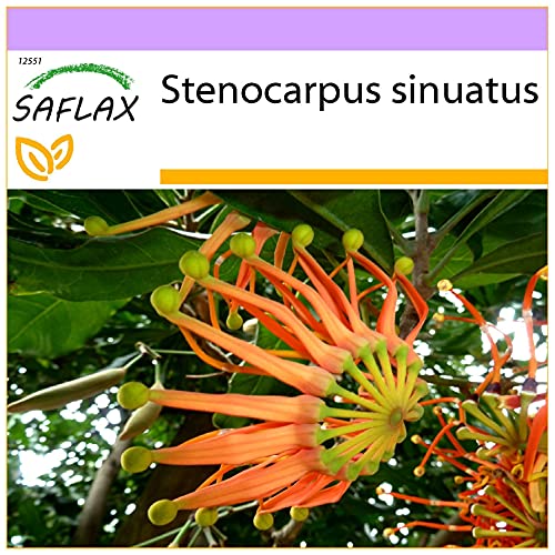 SAFLAX - Australischer Feuerradbaum - 20 Samen - Stenocarpus sinuatus SAFLAX - Australischer Feuerradbaum - 20 Samen - Stenocarpus sinuatus