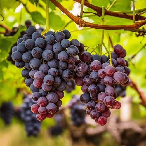Reliance Seedless Bare Root Grape Vines - Very Cold Hardy Grape Variety - 1-Year Old Plant - Free Vine Support Included - from Hand Picked Nursery (1)
