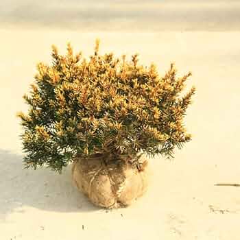 キンキャラ/金キャラ【現品発送】管理70257 Amazon.co.jp: 庭木 植木：キンキャラ*キンメキャラボク 金芽