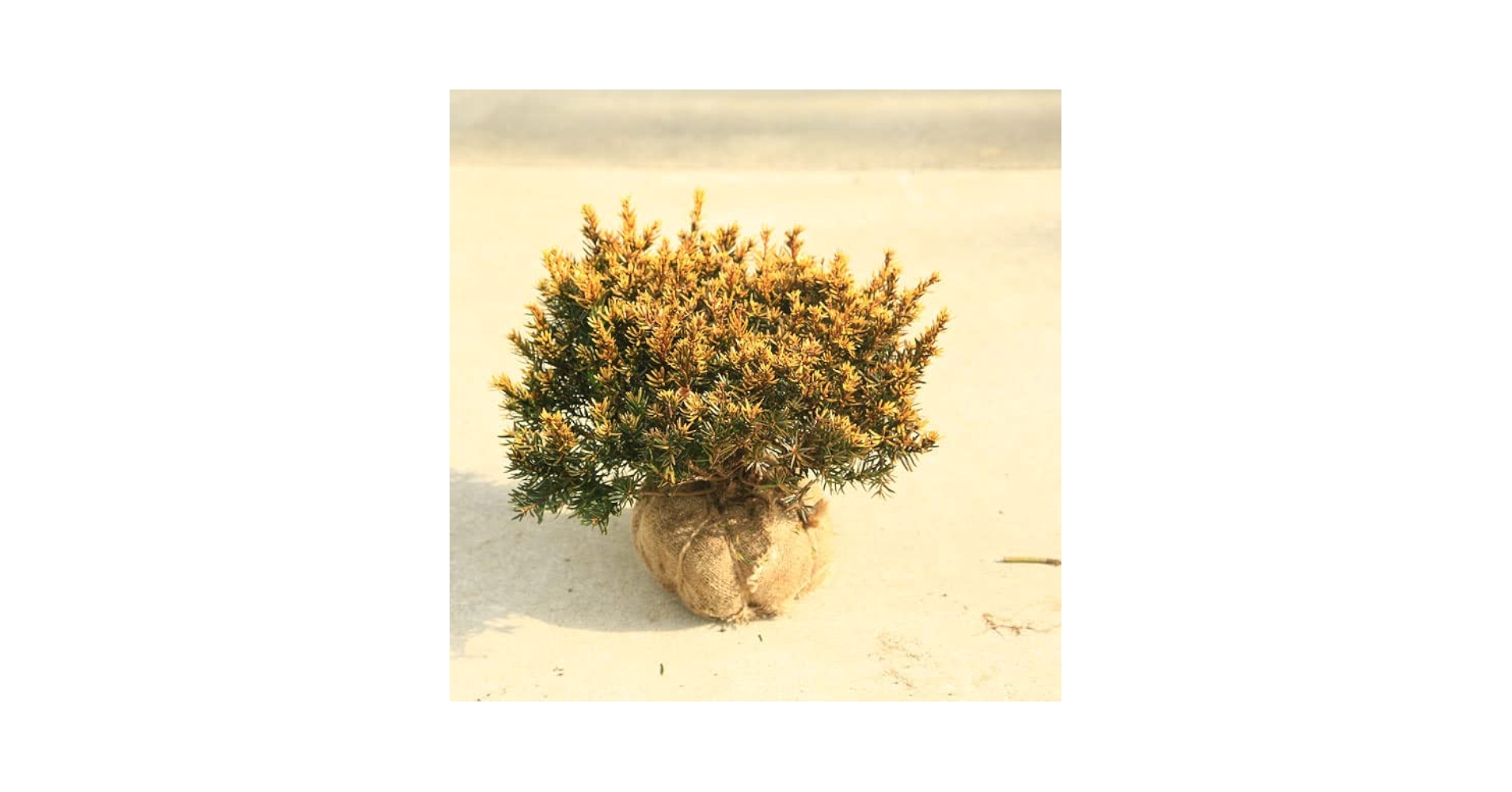 Amazon.co.jp: 庭木 植木：キンキャラ*キンメキャラボク 金芽