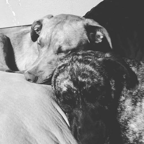 Adopted Russian Podcast cover art