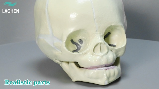 Image of Human Infant Skull Model - Fetus Skull Anatomy Baby Skull Model Life Size