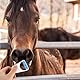 6 Stück Pferdeschermaschine Manueller Rasiermesser für Pferdepflege Horse Clippers Pferderasierer Pferdetrimmer für Pferd Hund