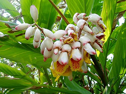 20 Semillas de Cardamomo - Elettaria Cardamomum - Plus:Semillas