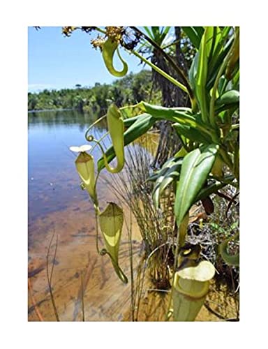 Stk - 10x Nepenthes madagascariensis Fleischfressend Pflanzen - Samen B1823 - Seeds & Plants Shop by Ipsa Stk - 10x Nepenthes madagascariensis Fleischfressend Pflanzen - Samen B1823 - Seeds & Plants Shop by Ipsa