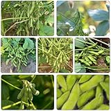 frijol edamame decorativas de invierno jardín semillas Parterres elevados jardín 50pcs