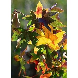 TROPICA – Storace americano (Liquidamber styraciflua) – 100 Semi- Resistente al freddo