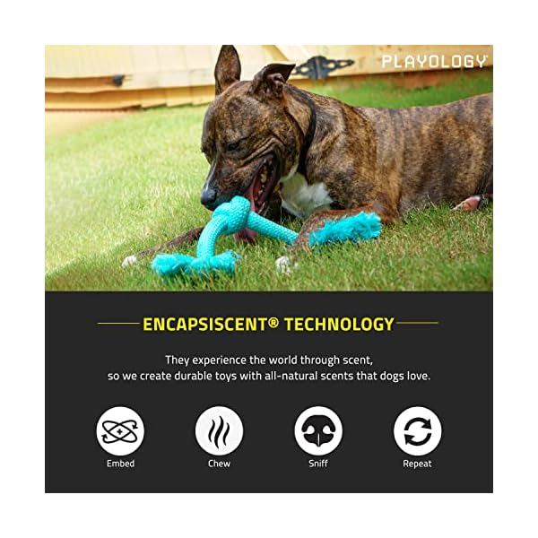 Non Toxic Dog Chew Joy