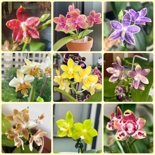 Semi di orchidea Phalaenopsis, semi di campo da balcone da giardino 300pcs