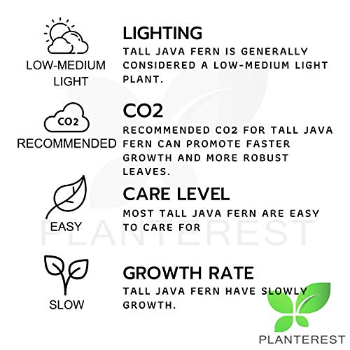 Planterest - Tall Java Fern Bundle Microsorum Pteropus Live Aquarium Plant Long Stems Decorations Buy2Get1Free #TOP1