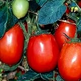 undefined BSNKRY 100 Seeds - Tomato Rio Grande (Lycopersicon Esculentum) Great Garden Vegetable