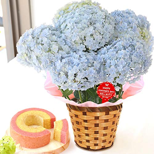 観葉植物 あじさい てまりてまり 観葉植物の人気商品 通販 価格比較 価格 Com