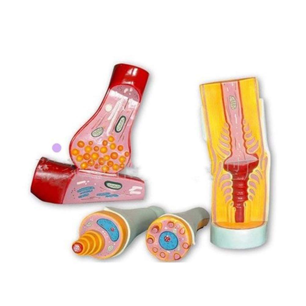 Sjdopulse Neuron Synapse Dnd Nerve Fiber Structure Model, Tissue Embryo Model