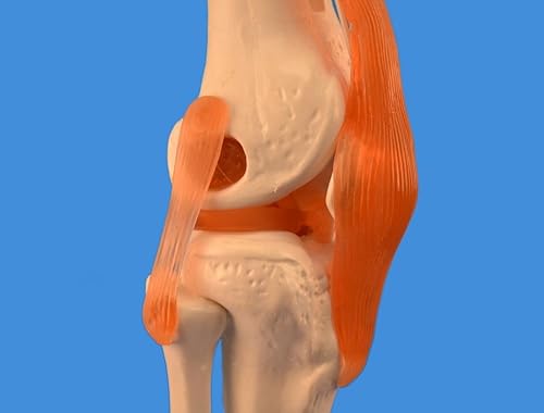 Miniatura 5 de wellden producto anatómico humano rodilla modelo conjunta Wligamentos Funcional tamaño de vida