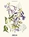 Botanical Illustration from Chelsea Physic Garden