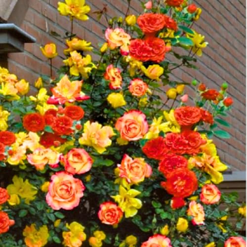 Red, Yellow & Orange Climbing Rose Live Plant, Zone 5-9