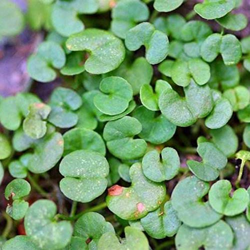 5000 PCS Dichondra Repens Cover Flower Lawn Seeds Grass Hanging Garden Decor