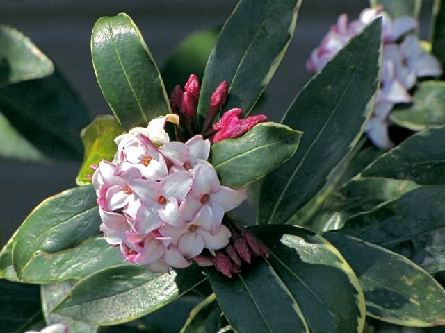 沈丁花ページ② 楽天市場】沈丁花（ジンチョウゲ） 苗木 M : 千草園芸