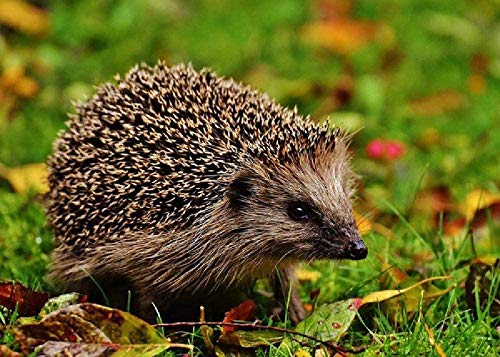 6000 Piece Jigsaw Puzzle Family Challenging Games Entertainment Toys Gifts Igel Jigsaw puzzles for children aged 3-8 popular science puzzles for children