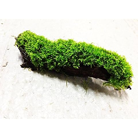 Greenpro (Java Moss) Anubias, Java Fern, Moss and More! Freshwater Live Aquarium Plants on Driftwood for Aquatic Tropical Fish Tank Decorations - Easy to Drop Cover
