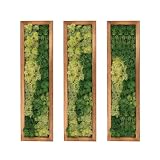 Set of 3 Preserved Moss Wall Art with Wooden Frames for Natural Home Decor