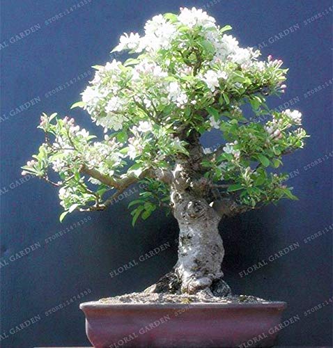 Pinkdose 50 Bunte Bonsai-Flieder-Pflanze Japanische Flieder (extrem  duftende) Nelke Blumen-Bonsai-Flieder-Bume im Freien Pflanze fr  Hausgarten: 2 : Amazon.de: Garten
