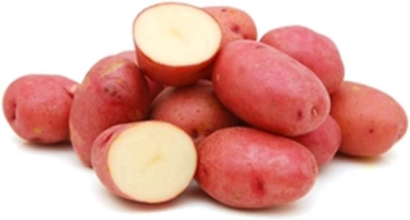 Seed Potato, Red Lasoda, (5 Lbs.), Certified Minnesota