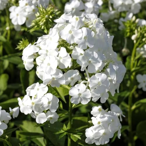 1000 Pcs White Phlox Seeds for Planting - Annual, Compact & Self-Seeding Flower Seeds - Vibrant White Blooms for Pollinator Gardens, Borders, Containers & Floral Arrangements